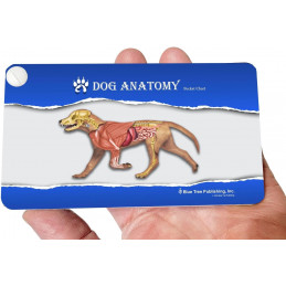 Dog Anatomy Pocket Charts