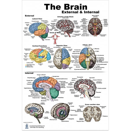 Brain Poster
