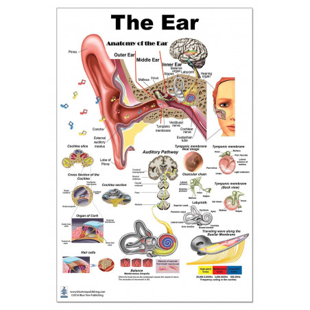 The Ear Poster 24x36inch, Anatomy, Organs of Hearing and Balance