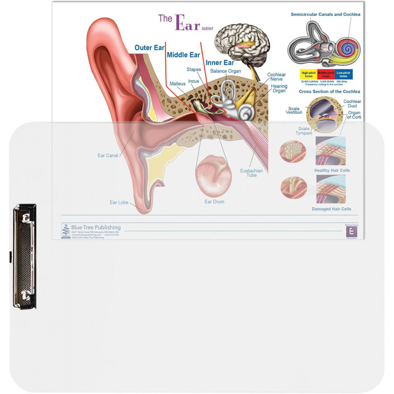 Ear Anatomy Animation 715x402
