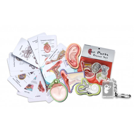 Hearing Gift Box Collection, 11 Pack for Audiologist, Students or Hearing Professional