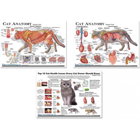 Cat anatomy and top 10 Cat Health Issues support chart set