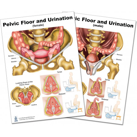 Pelvis Floor Anatomy and Urination Chart