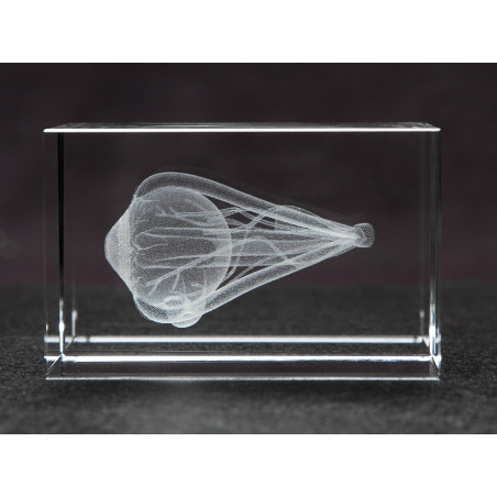 Eye 3D Crystal, Anatomy, Ophthalmologist and Ophthalmologist Gift