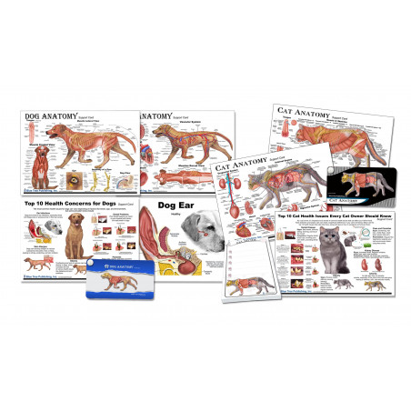 Dog and Cat Anatomy Education 10 piece Set
