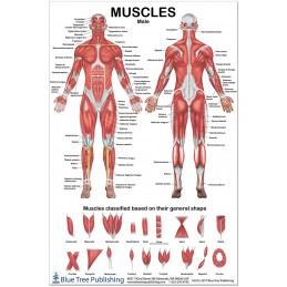 Muscles Male Medium Poster