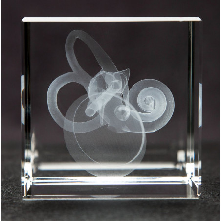 Ear Medium Crystal with Ear Drum, Ossicular Chain, Cochlea Crystal