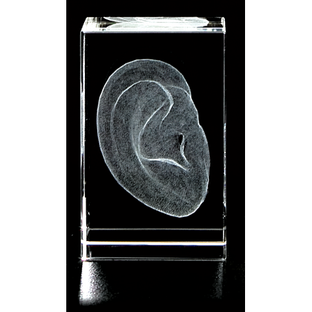 Outer Ear 3D Laser Medium Crystal, Anatomy, Pina