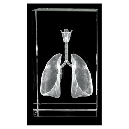Lungs, Trachea and Larynx 3D Laser Medium Crystal, Anatomy, Respiration