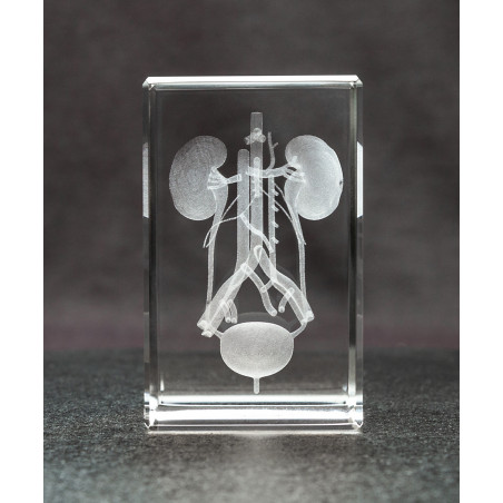 Kidney 3D Laser Medium Crystal, Anatomy, Urinary Tract, Bladder