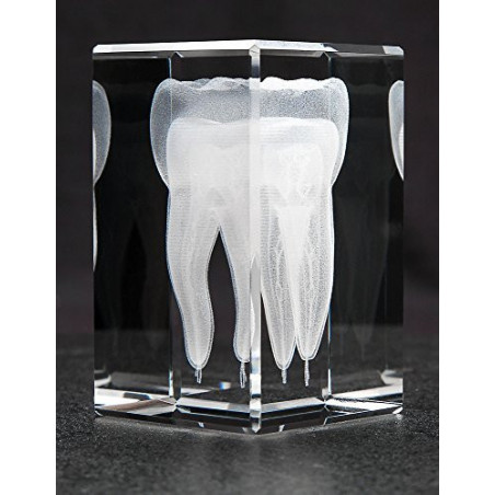 Tooth 3D Laser Medium Crystal, Anatomy, DDS, Dentist, Dentistry, Dental, Medicine, Nurse