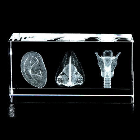 ENT Three Image 3D Laser Medium Crystal, Otolaryngologist Anatomy, Ear, Nose Larynx