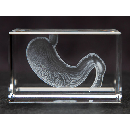 Stomach 3D Crystal Medium Gastroenterologist, Gastroenterology, Digestive System, Anatomy