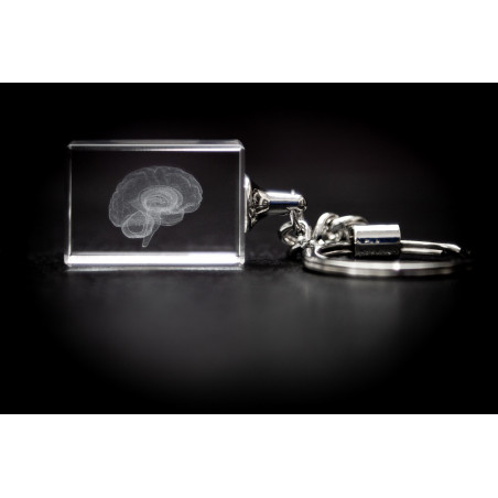 Brain Key Chain. Anatomy, Crystal