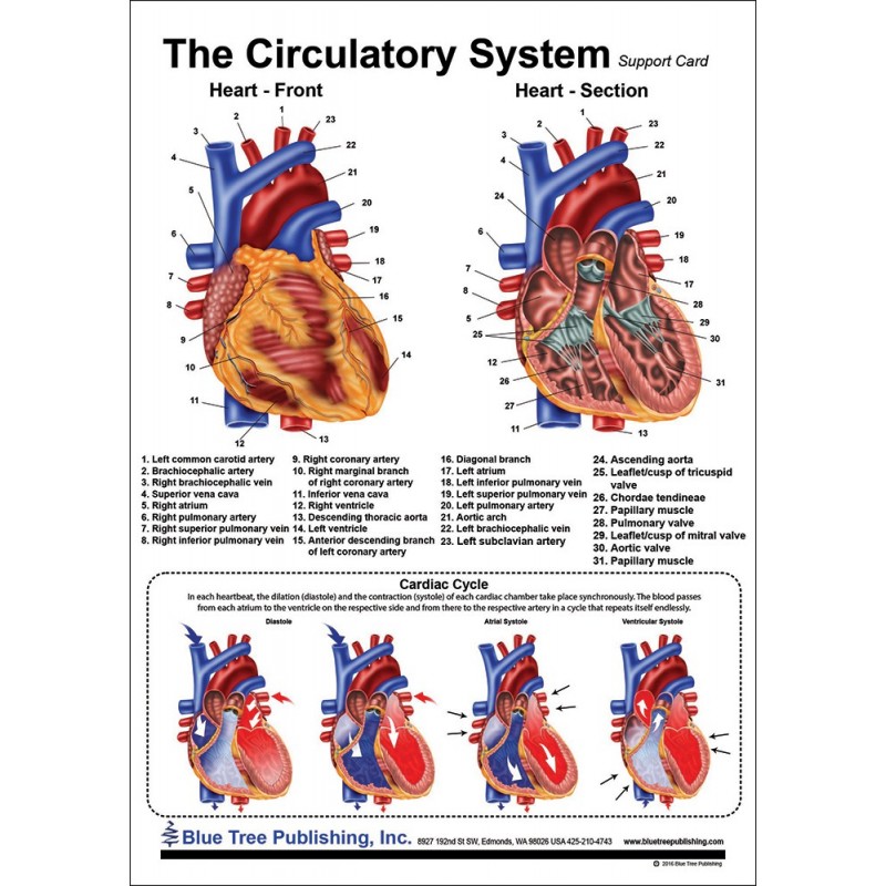 human artery chart