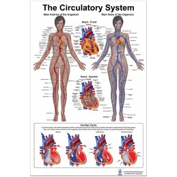 Circulatory System Large Poster