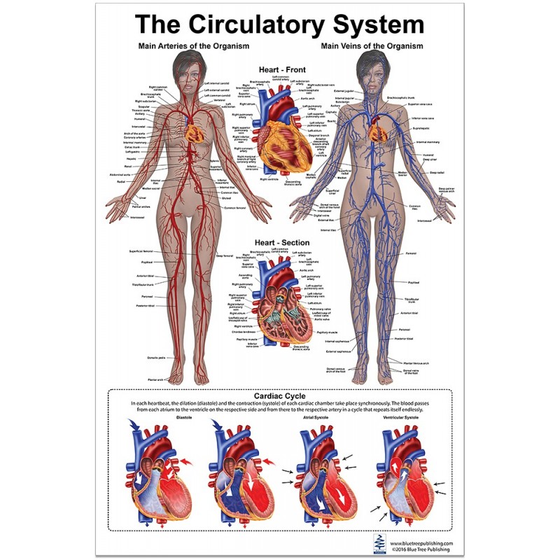 real human circulatory system