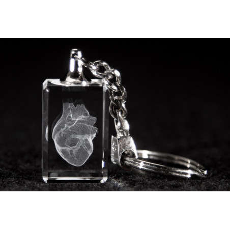 Heart 3D Laser Key Chain Crystal, Anatomy, Circulation