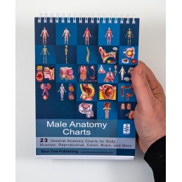 Male Anatomy Flip Chart cover view