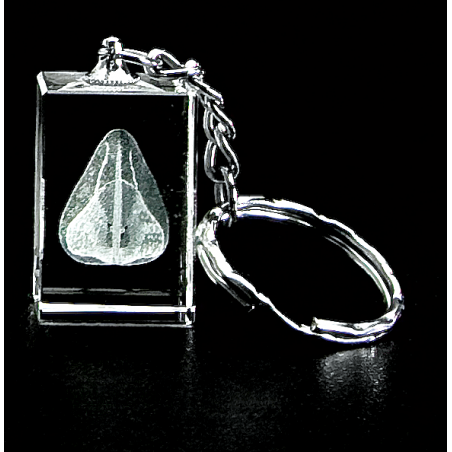 Nose 3D Laser Key Chain Crystal, Anatomy, Rhinology