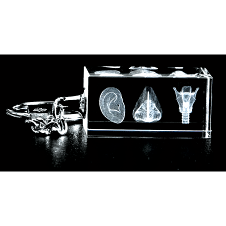 ENT Three Image 3D Laser Key Chain Crystal, Otolaryngologist Anatomy, Ear, Nose, Larynx