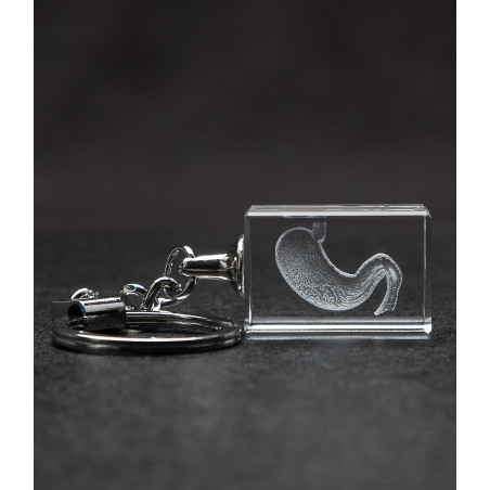 Stomach 3D Crystal Key Chain, Gastroenterologist, Gastroenterology, Digestive System, Anatomy