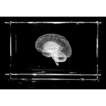 Brain Model Glass Paperweight Large Crystal 3D