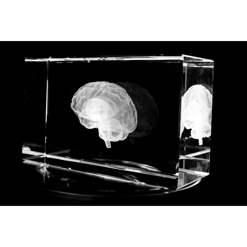 Brain Model Glass Paperweight Large Crystal 3D