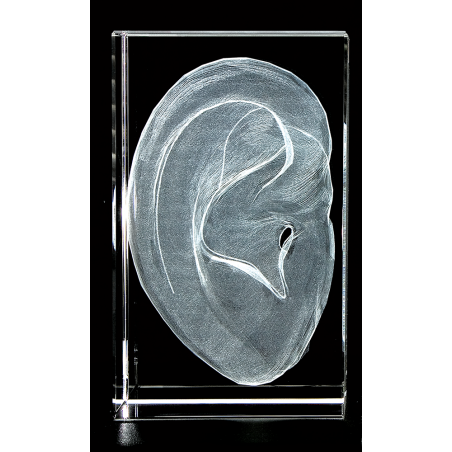 Outer Ear 3D Laser Large Crystal, Anatomy, Pina