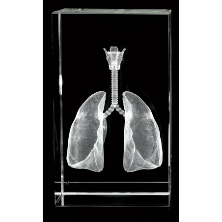 Lungs, Trachea and Larynx 3D Laser Large Crystal, Anatomy, Respiration
