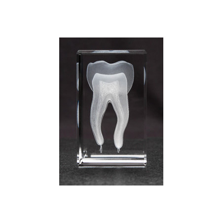 Tooth 3D Laser Large Crystal, Anatomy, DDS, Dentist, Dentistry, Dental, Medicine, Nurse
