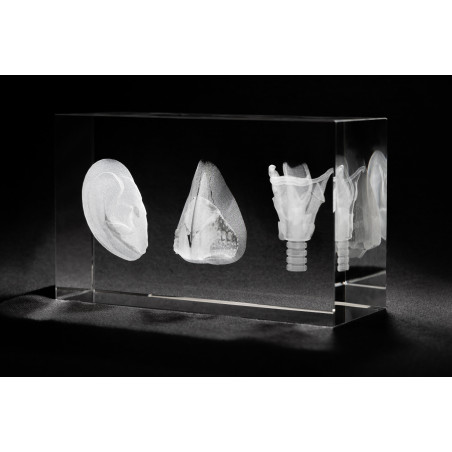ENT Three Image 3D Laser Large Crystal, Otolaryngologist Anatomy, Ear, Nose Larynx