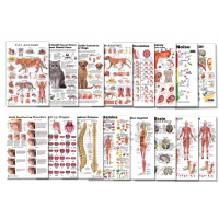Anatomy  Posters