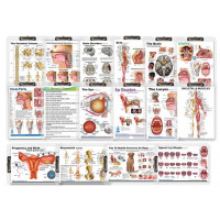 Medical & Anatomy Clipboards