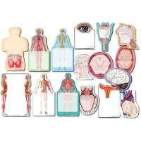 Anatomy Sticky Notes