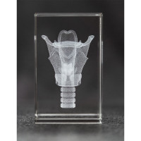 Medium 3D Laser Crystal Anatomy Gifts for Medical Professionals | Blue Tree Publishing