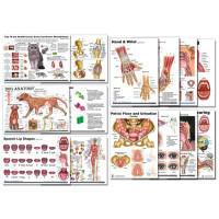 Anatomy Charts