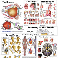 Large Anatomy Posters 26x36 Medical Education Charts