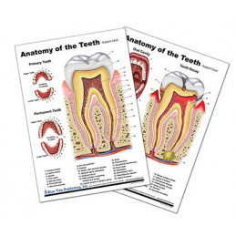 Anatomy of the Teeth Anatomical Chart
