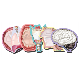 SLP Sticky Notes Collection, 6 Pack