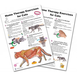 Home Therapy Exercises for Cat Anatomical Chart
